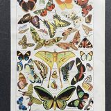 Old Millot illustration "butterflies"