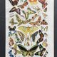 Illustration ancienne Millot "papillons"