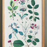 Botanical poster, after an 1881 engraving (buckthorn, spindle, honeysuckle, heliotrope)