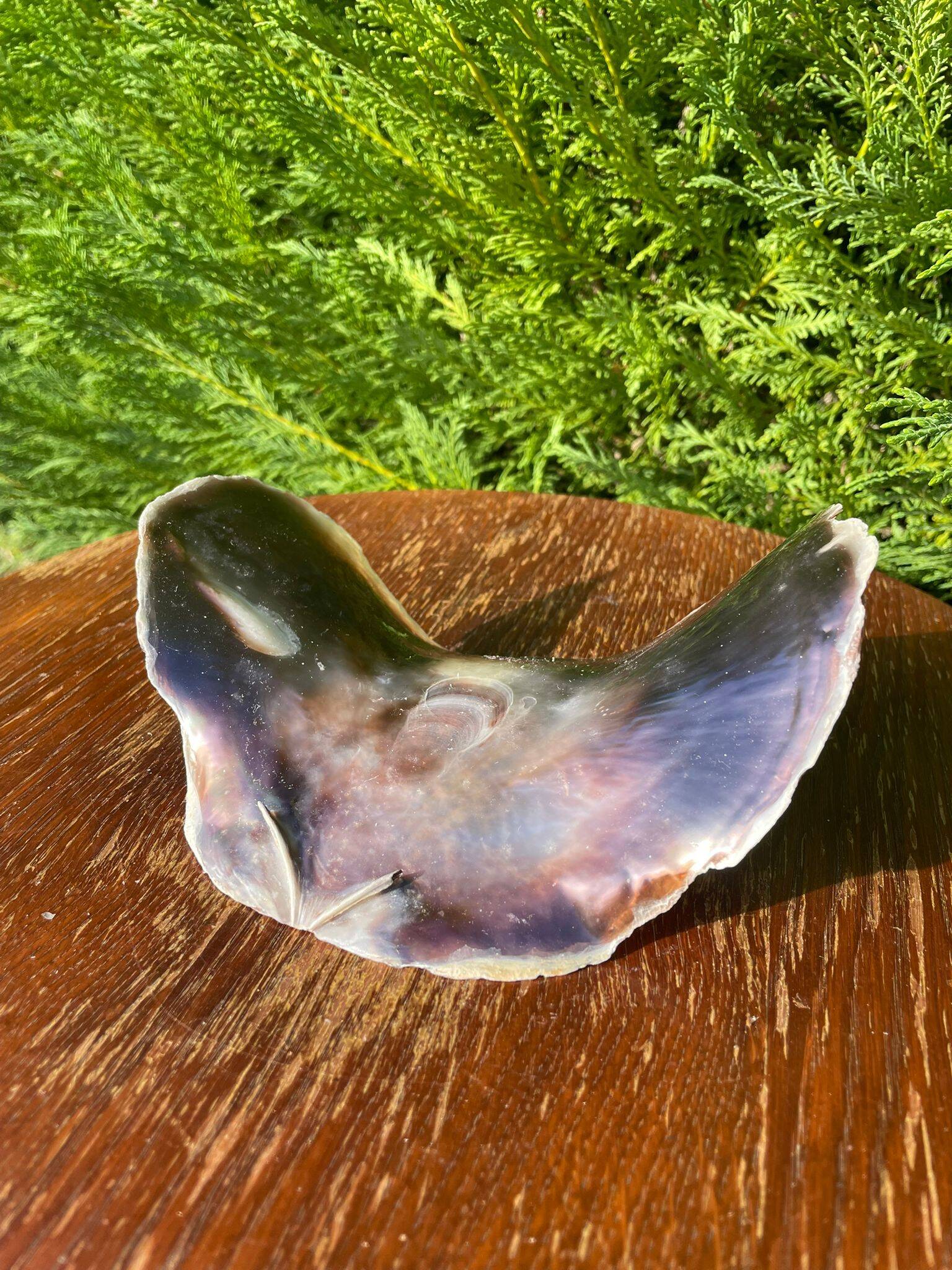 Large seashell: Placuna
