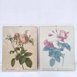 Lot 2 Frames botanical illustration flower rose