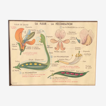 Affiche scolaire recto/ verso 1960 "la fleur, fécondation/ multiplication"