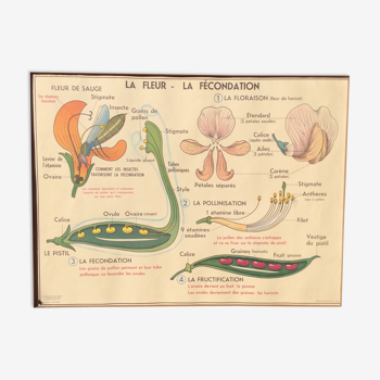 School poster on both sides/ verso 1960 "the flower, fertilization/ multiplication "