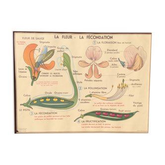 School poster on both sides/ verso 1960 "the flower, fertilization/ multiplication "