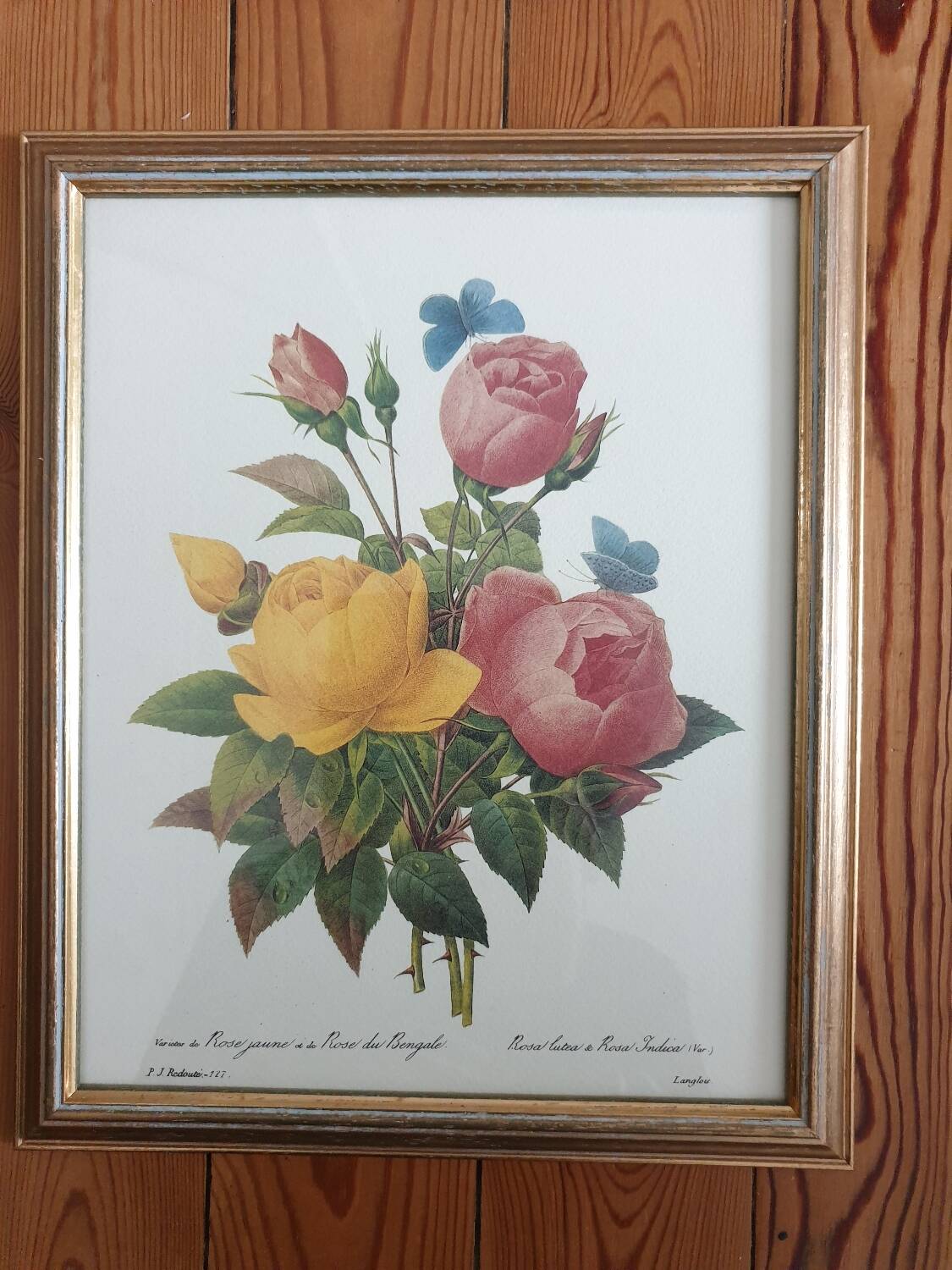 Botanical plate of Roses by PJ Redouté framed