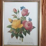 Planche botanique de Roses de P.J Redouté encadrée