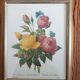 Botanical plate of Roses by PJ Redouté framed