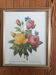 Botanical plate of Roses by PJ Redouté framed