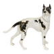 Great Dane