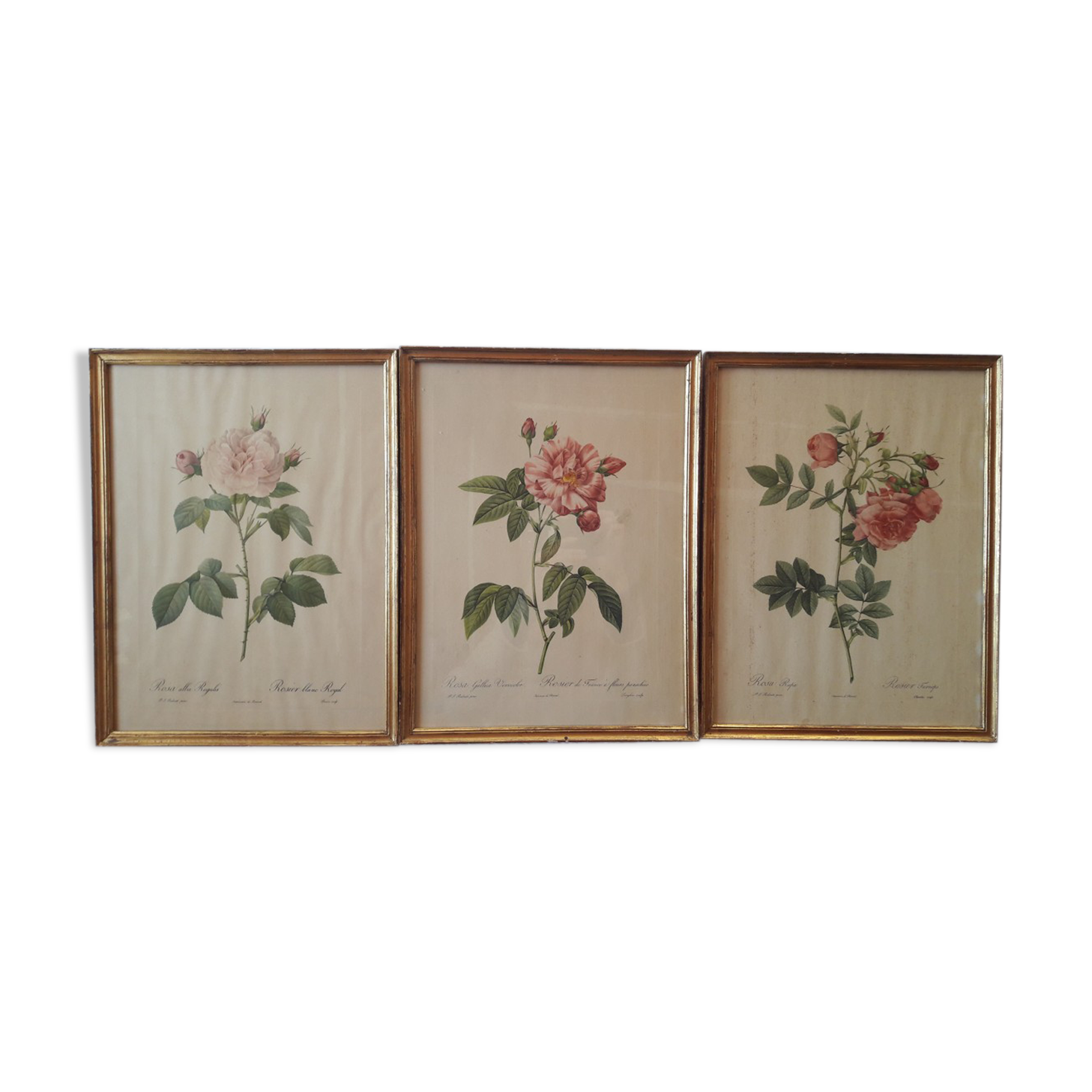 Lot of 3 ancient botanical boards roses of pj redouté