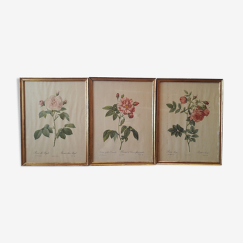 Lot de 3 planches botaniques anciennes roses de pj redouté