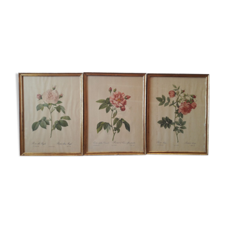 Lot de 3 planches botaniques anciennes roses de pj redouté