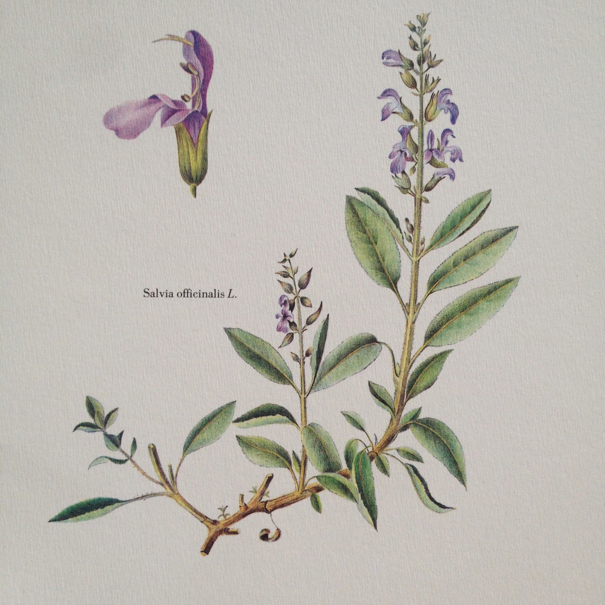 Botanical plank the sage