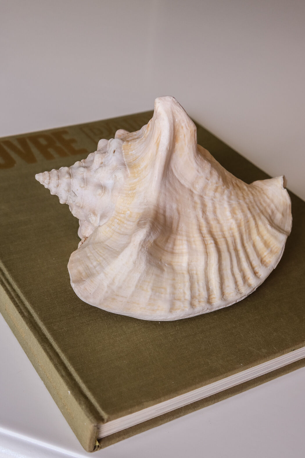 Shell