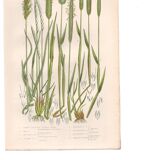 Gravure botanique ancienne de 1889 - Herbes douces par A. Pratt - naturelle