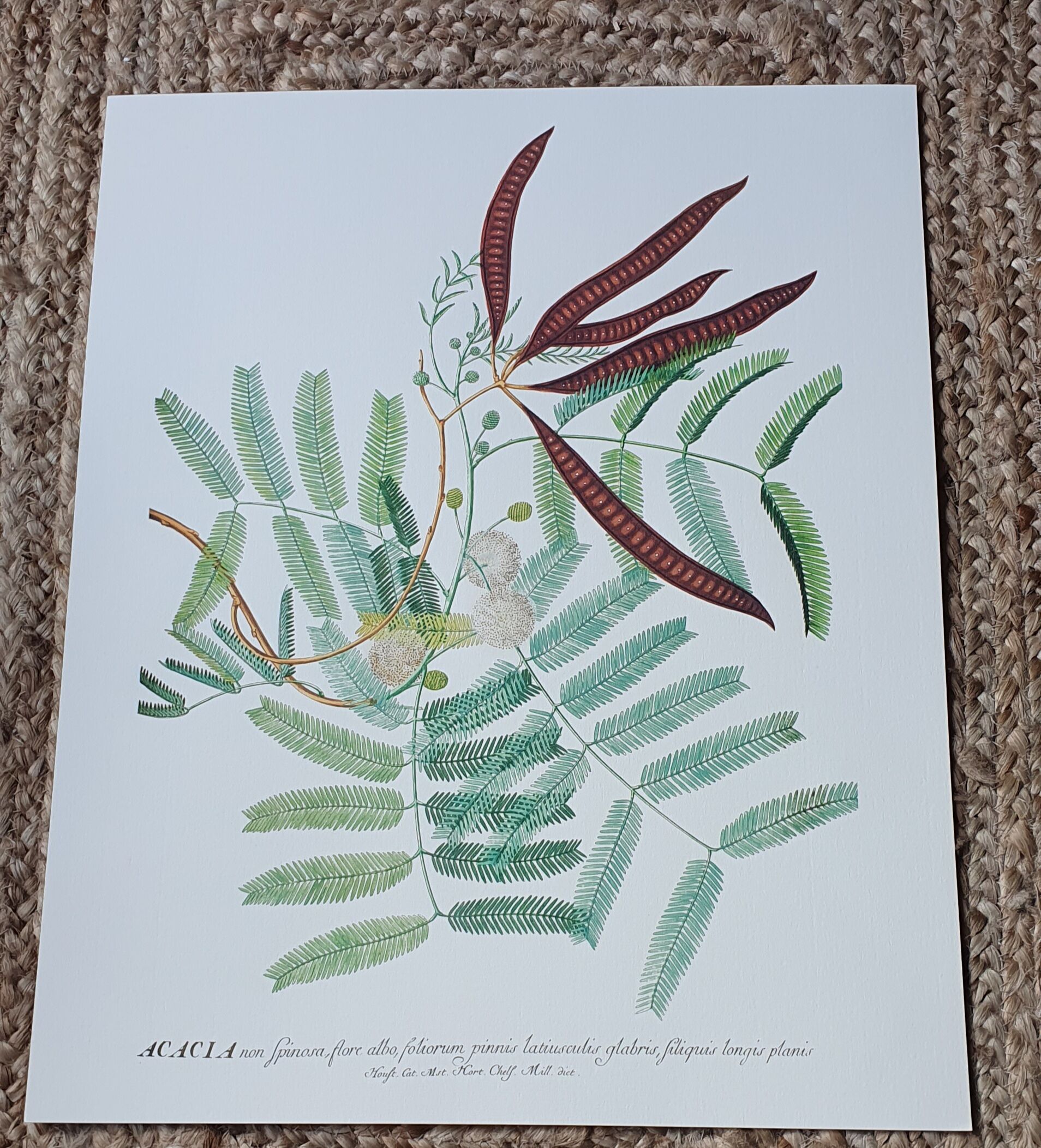 Illustration botanique