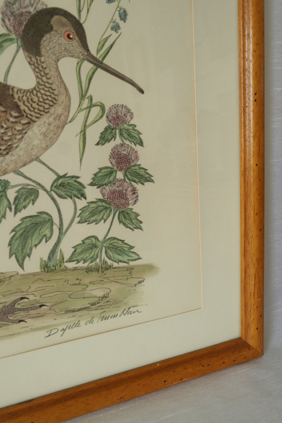 Tableau vintage aquarelle ducks of terronblan monbaly dayelle