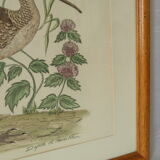 Tableau vintage aquarelle ducks of terronblan monbaly dayelle