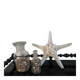 Great starfish Rhino