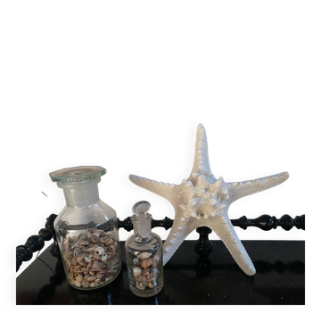 Great starfish Rhino