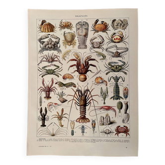 Lithograph on crustaceans - 1930
