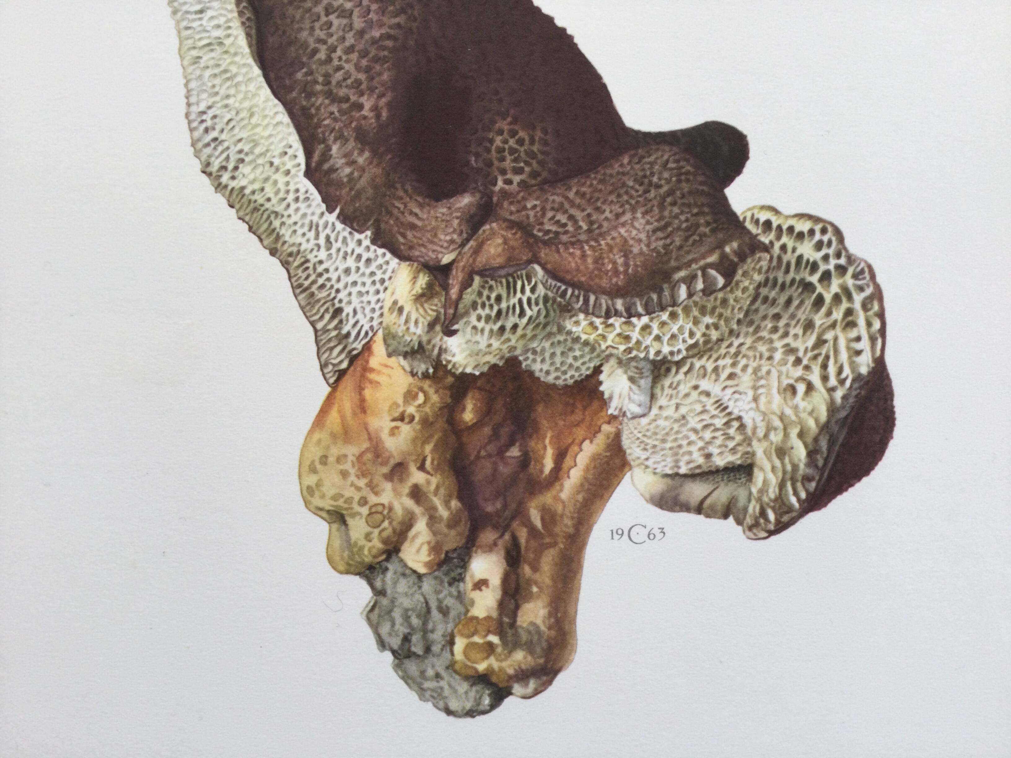 Botanical Illustration Polypore Mushroom Vintage Print 60s