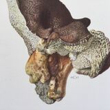 Botanical Illustration Polypore Mushroom Vintage Print 60s