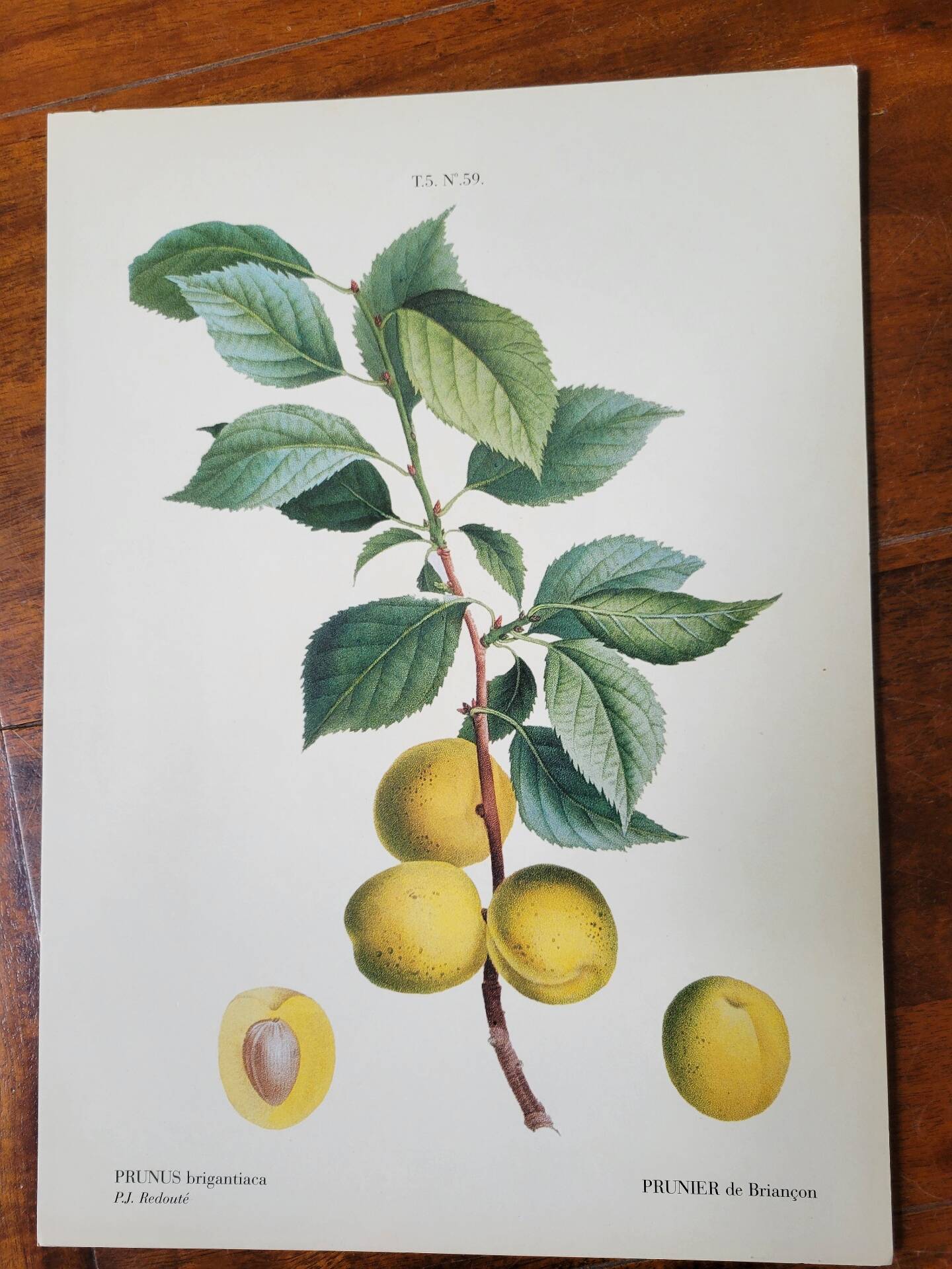 Planche botanique Prunier de JP Redouté