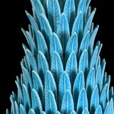 1.05 m pineapple lamp in turquoise ceramic on a gilded wooden base from the 1950s