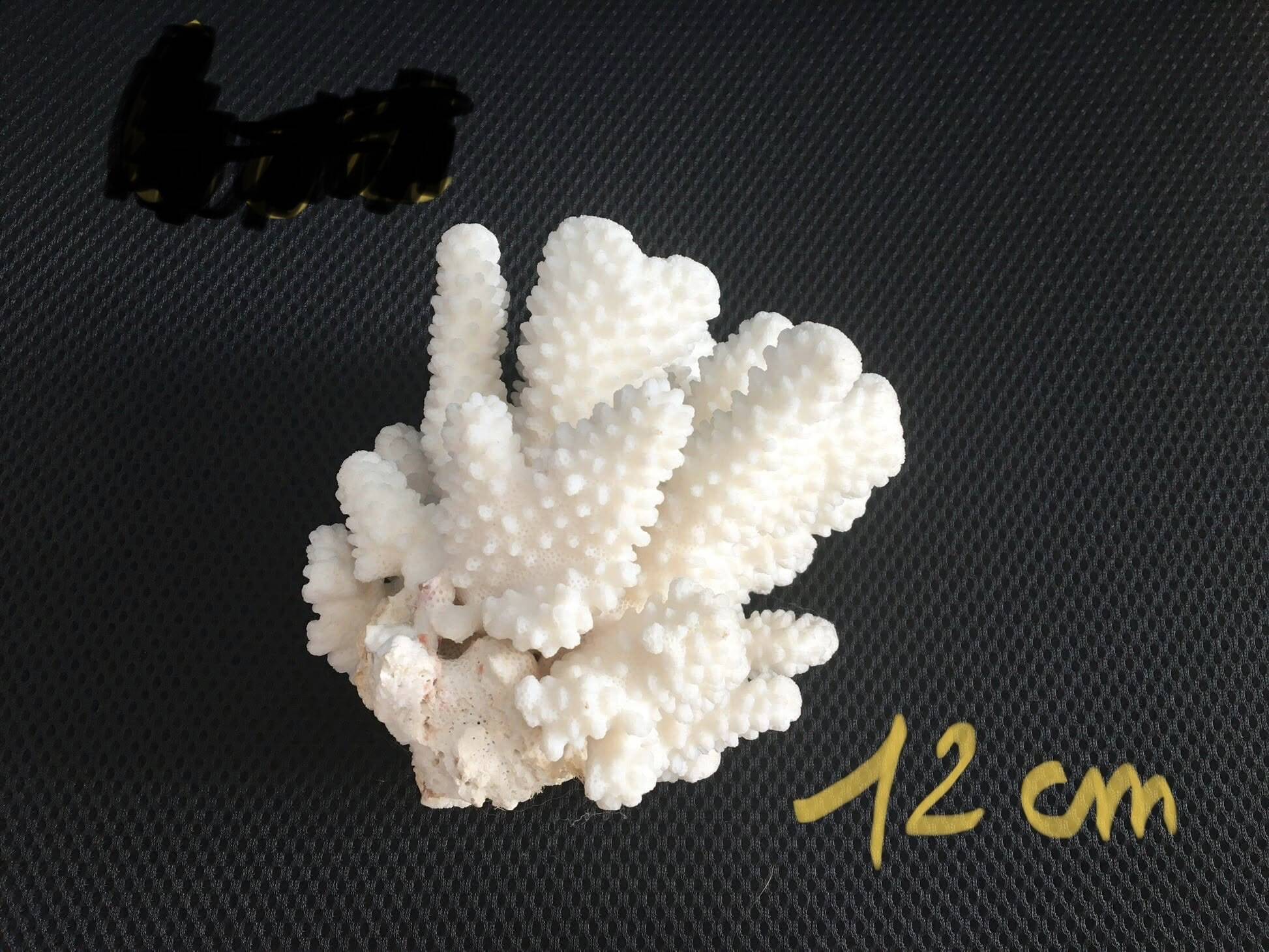 Branch coral