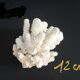 Branch coral