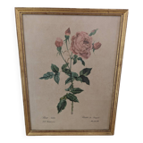 Lithograph PJ Redouté