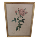 Lithographie PJ Redouté