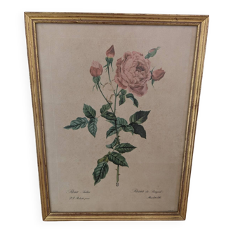 Lithographie PJ Redouté