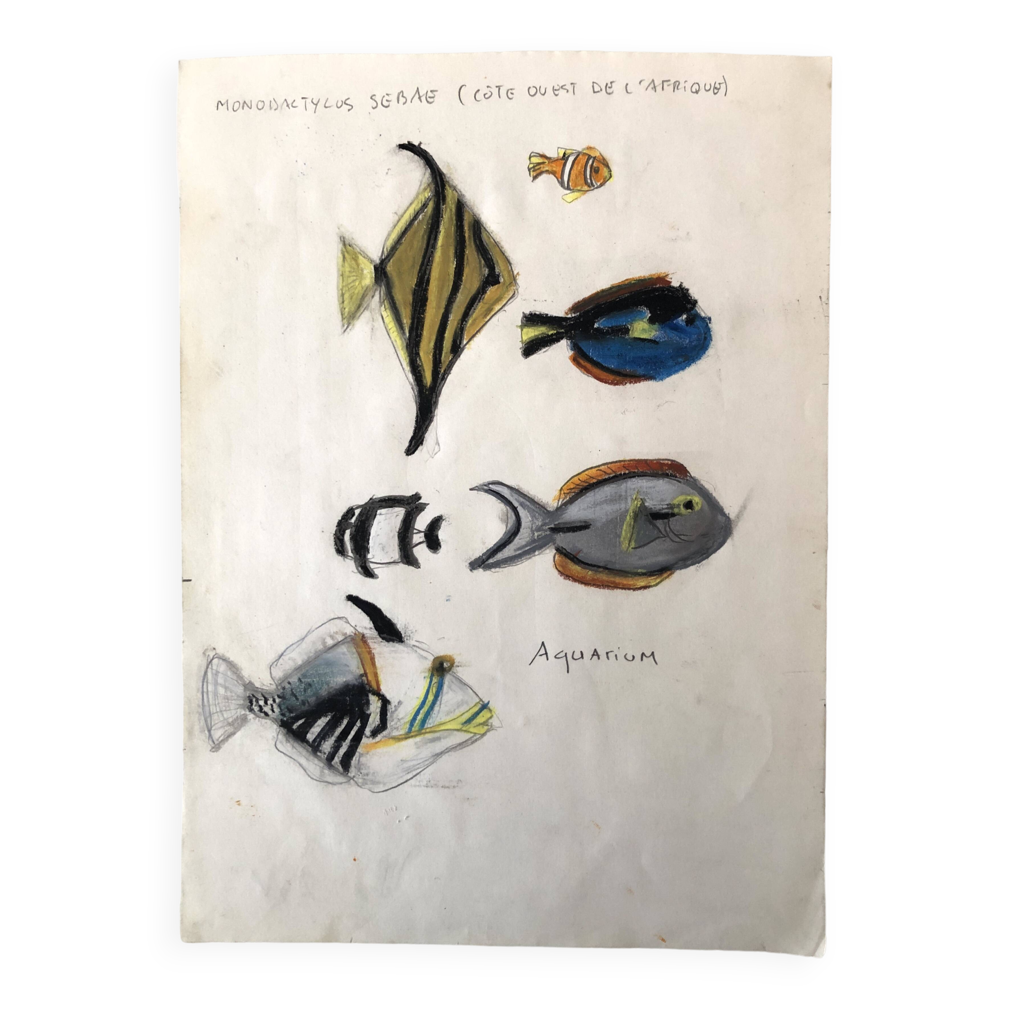 Fish Illustration