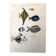 Fish Illustration
