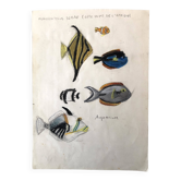 Illustration Poissons