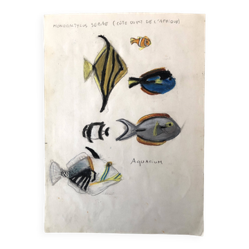 Fish Illustration