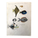 Fish Illustration
