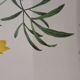 Planche botanique "Corcopsis élégant"