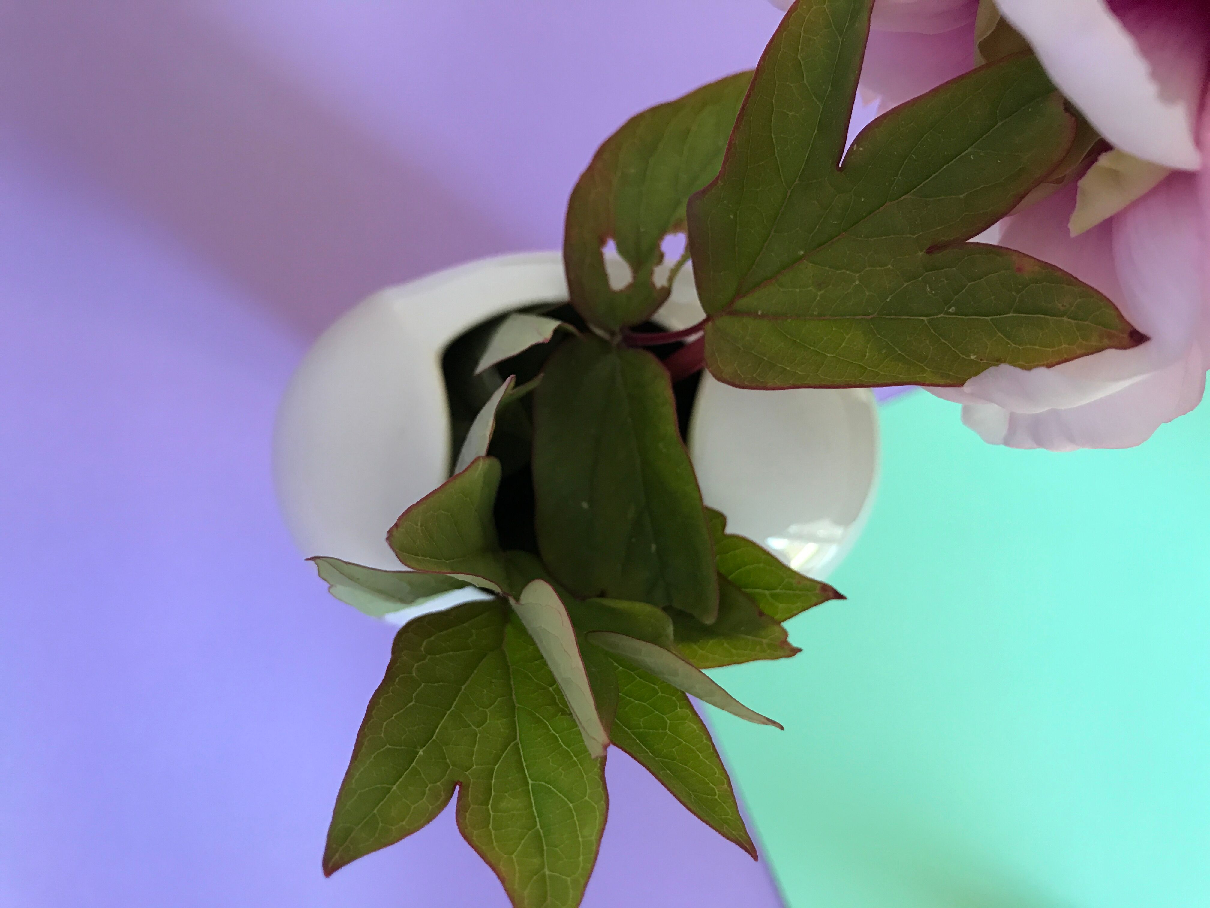 Porcelain vase art nouveau Eschenback Bavaria Germany