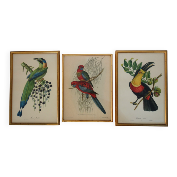 3 cadres gravures anciennes oiseaux — Beyit