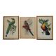 3 framed antique bird engravings