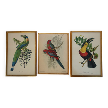 3 cadres gravures anciennes oiseaux