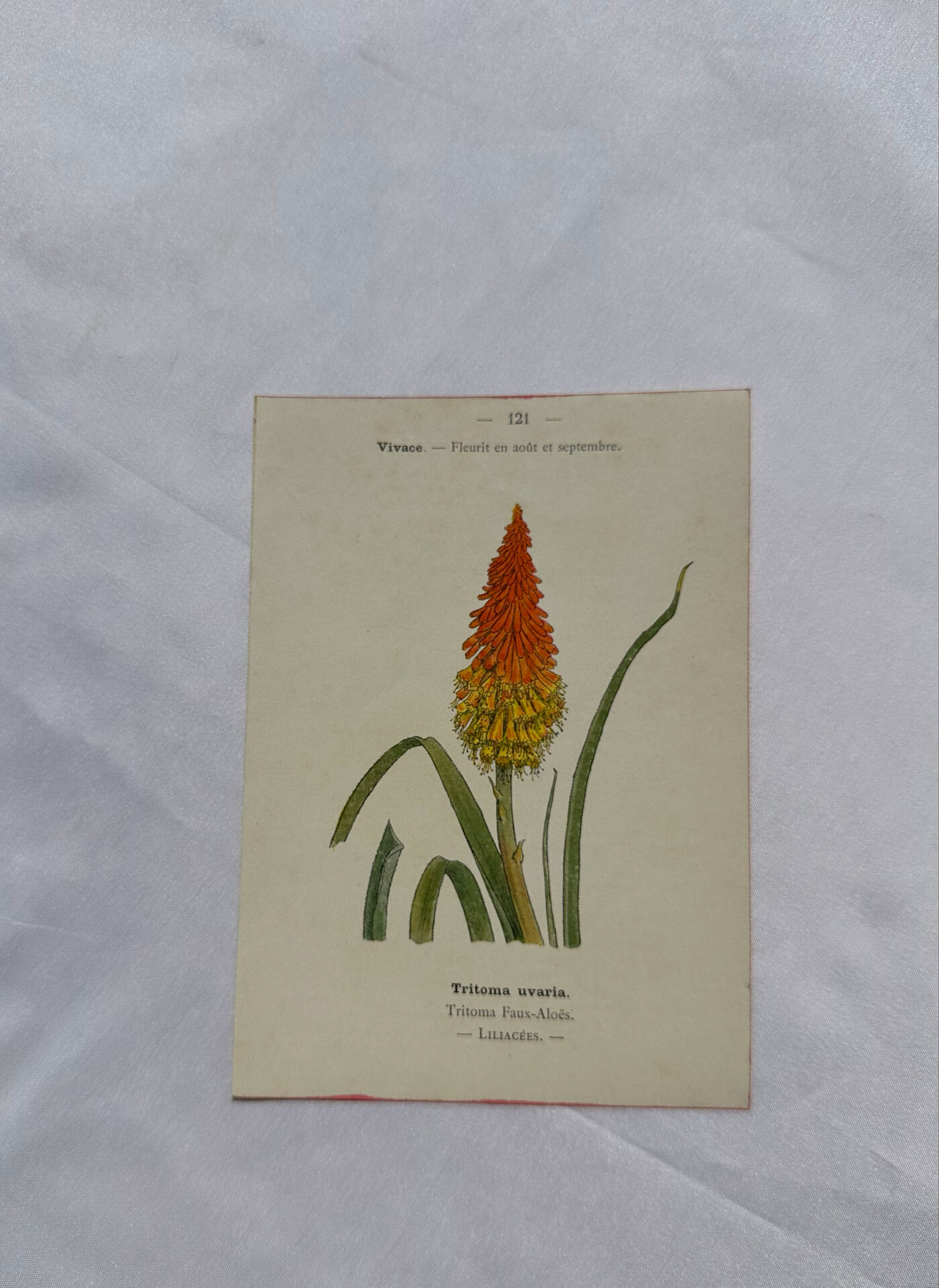 🌿 Botanical Plate Old Naturalist Engraving 19th Century Double-Sided A