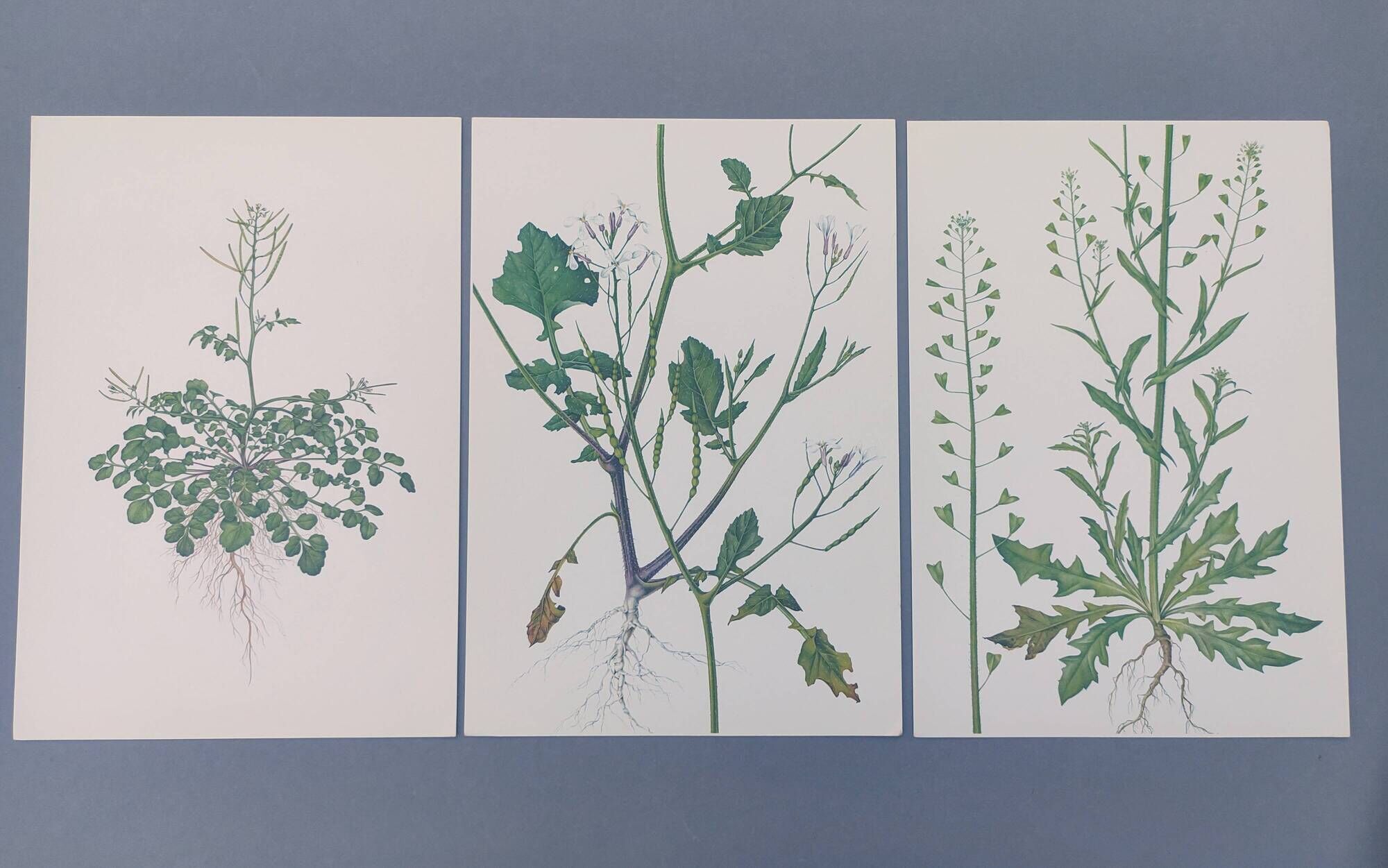 Set of 3 vintage botanical plates from 1978 - including Bristly Cardamine - Plant engraving