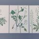 Set of 3 vintage botanical plates from 1978 - including Bristly Cardamine - Plant engraving