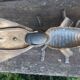 Brass fly ashtray