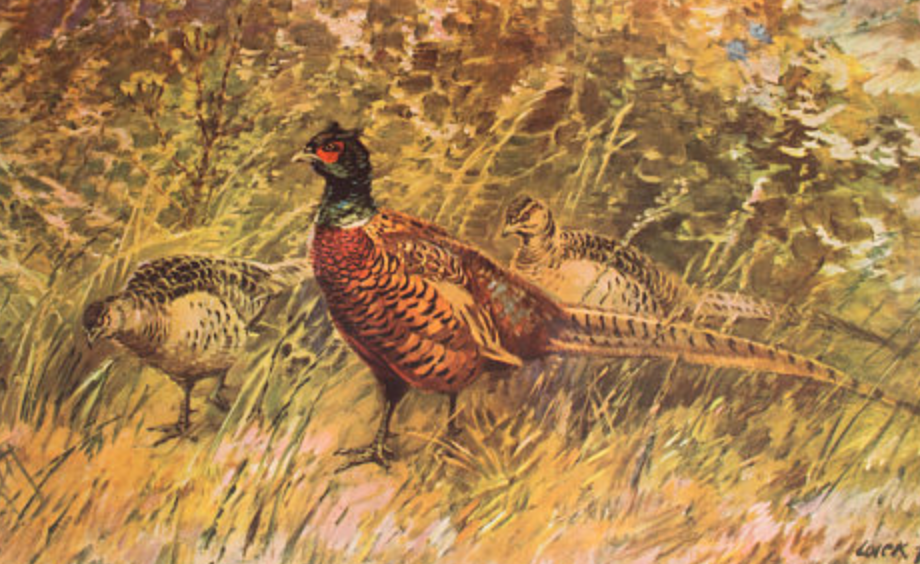 Affiche "faisans" 1891