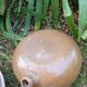 Toad gourd